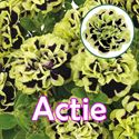 Afbeelding van Petunia P12 "Actie" Double Mystical Midnight Gold